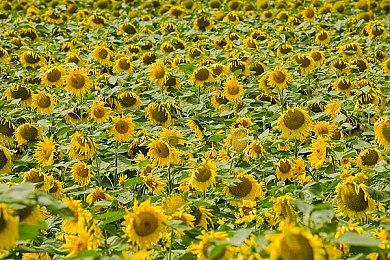 《黎明杀机》公布最新“女巫时刻”幸存者预告